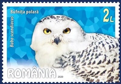 Snowy-Owl-Bubo-scandiacus by Mihail Vămășescu is available through Public Domain; https://colnect.com/en/stamps/list/country/177-Romania/year/2020
